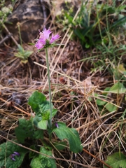 Knautia dipsacifolia