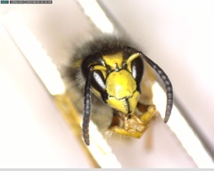 Dolichovespula sylvestris