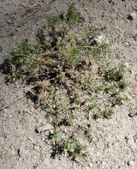 Leptosiphon nuttallii pubescens