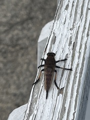 Promachus rufipes