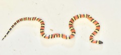 Lampropeltis gentilis