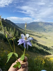 Aquilegia coerulea coerulea