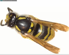Dolichovespula sylvestris