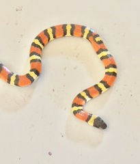 Lampropeltis gentilis