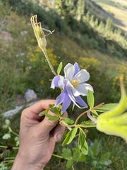 Aquilegia coerulea coerulea