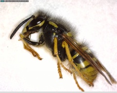 Dolichovespula sylvestris