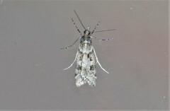 Eudonia angustea