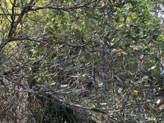 Beilschmiedia tarairi