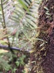 Elaphoglossum peltatum