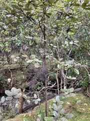 Beilschmiedia tarairi