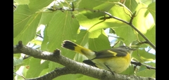 Setophaga ruticilla