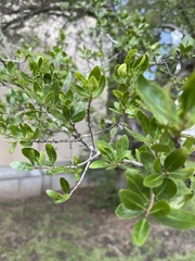 Ilex crenata