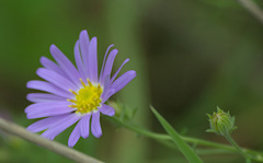 Aster altaicus