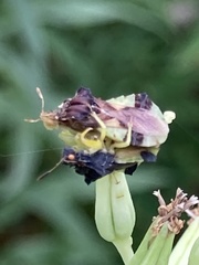 Phymata pennsylvanica