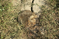Erinaceus roumanicus