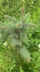 Picea pungens