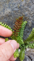 Asplenium platyneuron