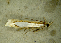 Crambus watsonellus