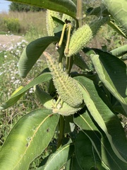 Asclepias