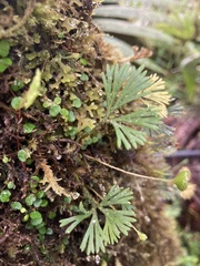 Elaphoglossum peltatum