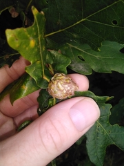 Andricus foecundatrix