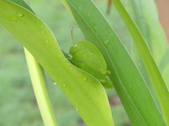 Teratodes monticollis
