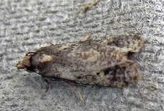 Tortricidae