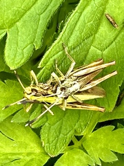 Gomphocerippus rufus