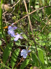 Lobelia kalmii