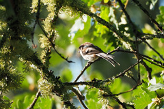 Aegithalos caudatus