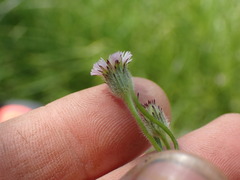 Erigeron lonchophyllus