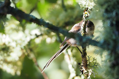 Aegithalos caudatus