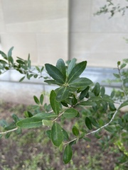 Ilex crenata
