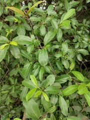 Gynochthodes umbellata