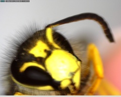 Dolichovespula sylvestris