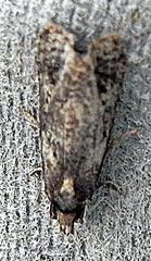 Tortricidae