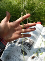 Erigeron lonchophyllus