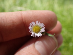 Erigeron lonchophyllus