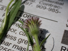 Erigeron lonchophyllus
