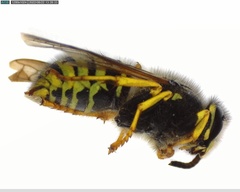 Dolichovespula sylvestris