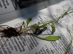 Erigeron lonchophyllus