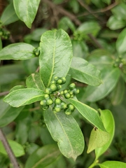 Gynochthodes umbellata