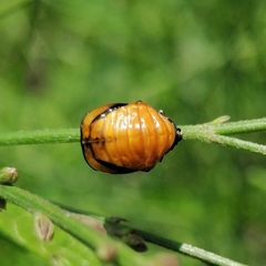Coccinellinae