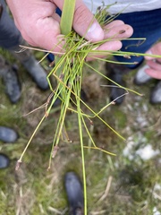 Eleocharis acicularis