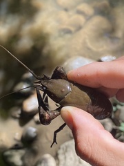 Cambarus robustus