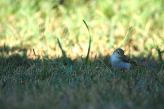 Phylloscopus bonelli