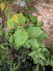 Actinidia chinensis