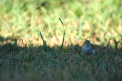 Phylloscopus bonelli