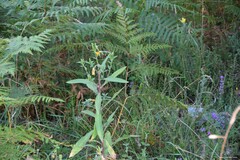 Pteridium aquilinum