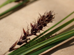 Carex pellita